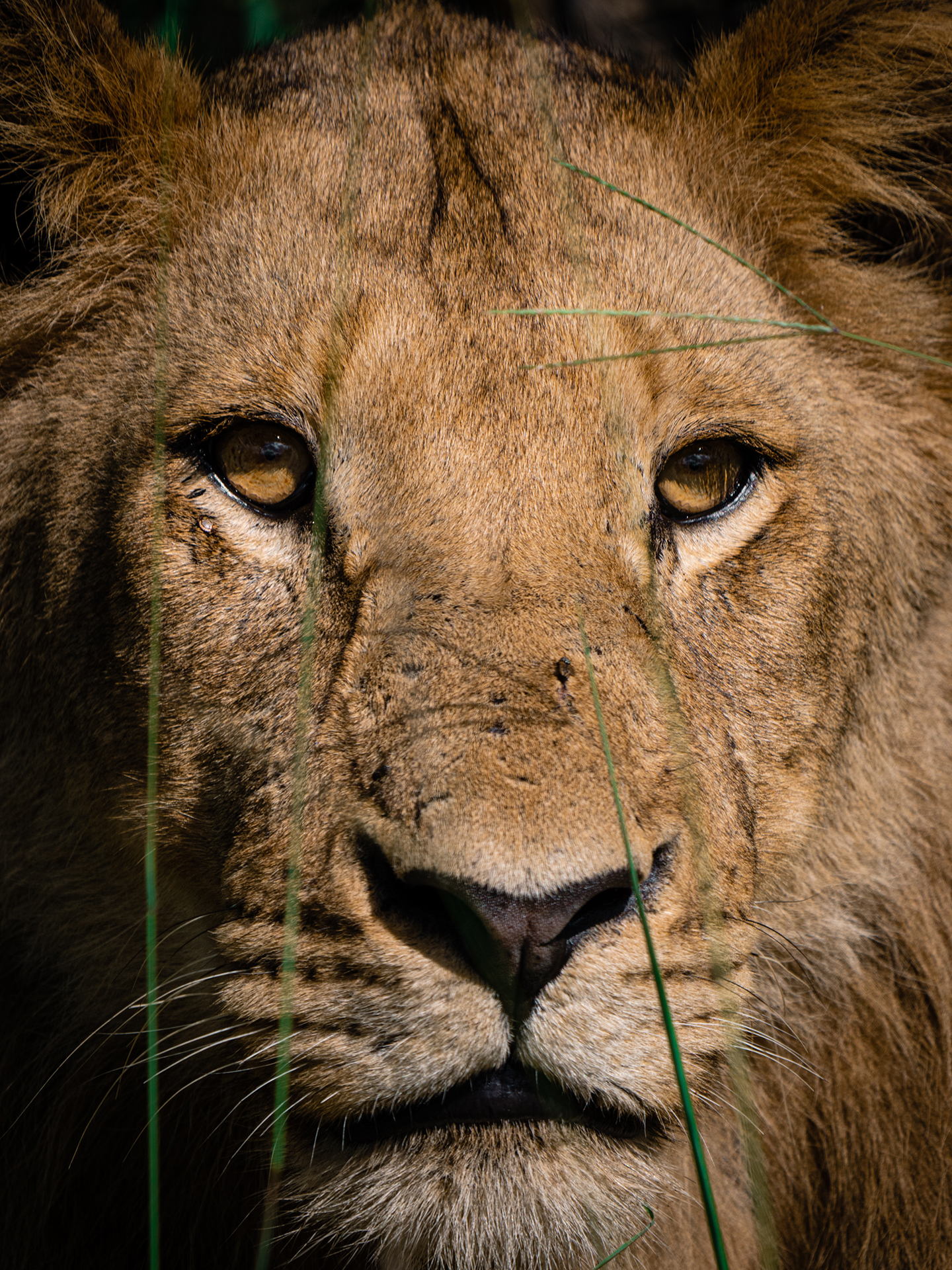 Lion at Chitwa Dam