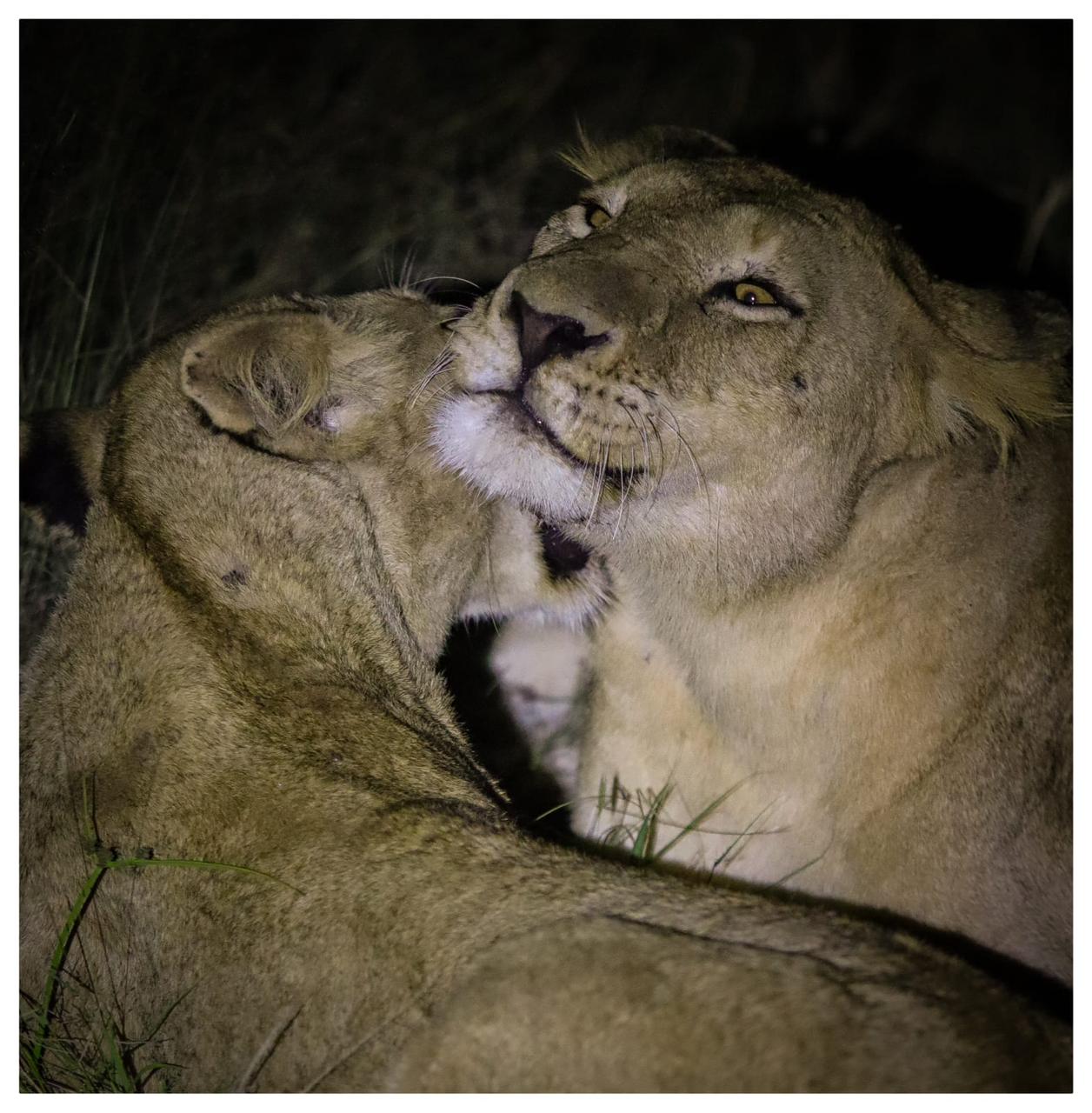 Lions cuddling at night