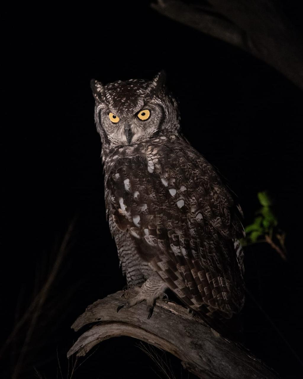 Owl at night