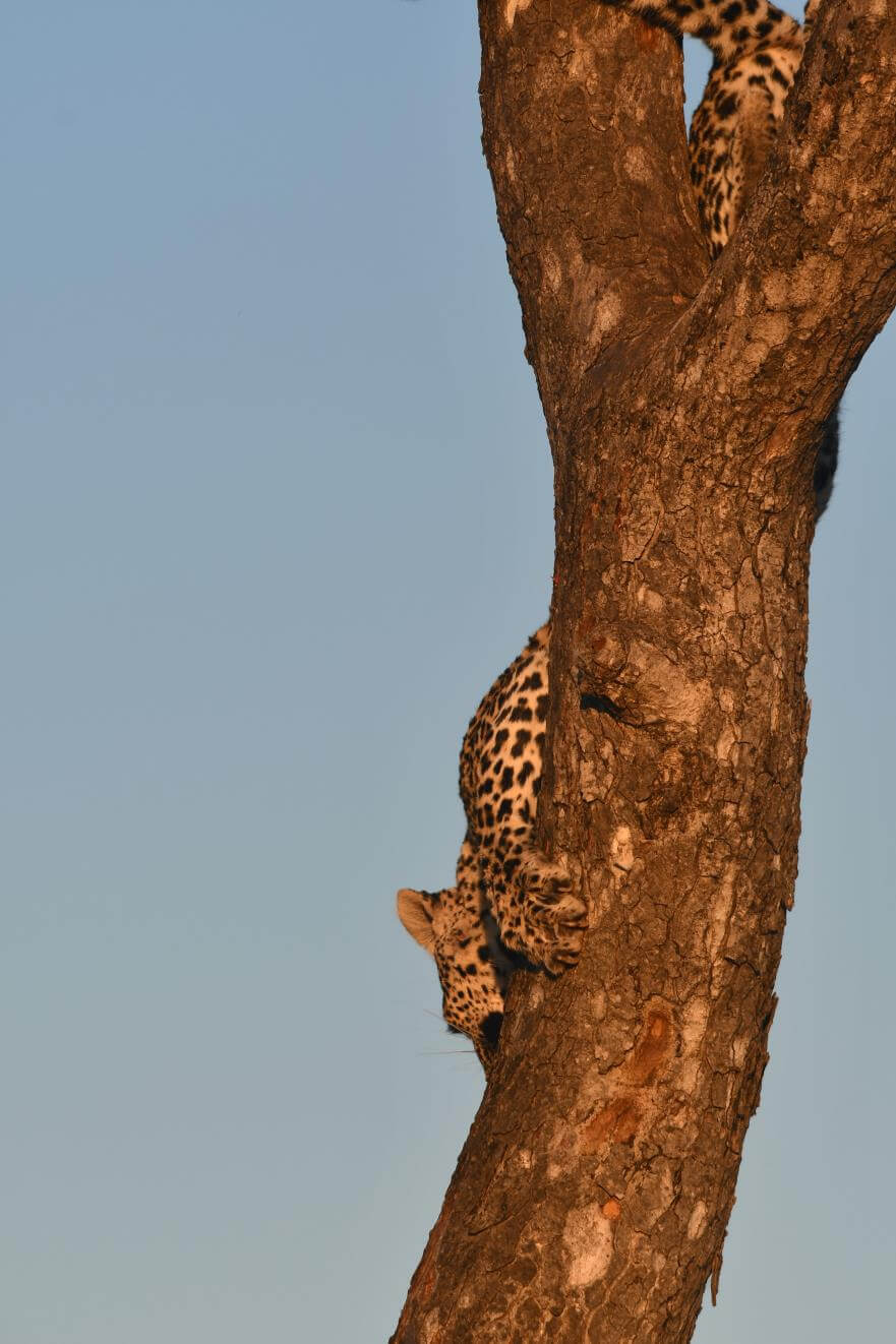 leopard in tree