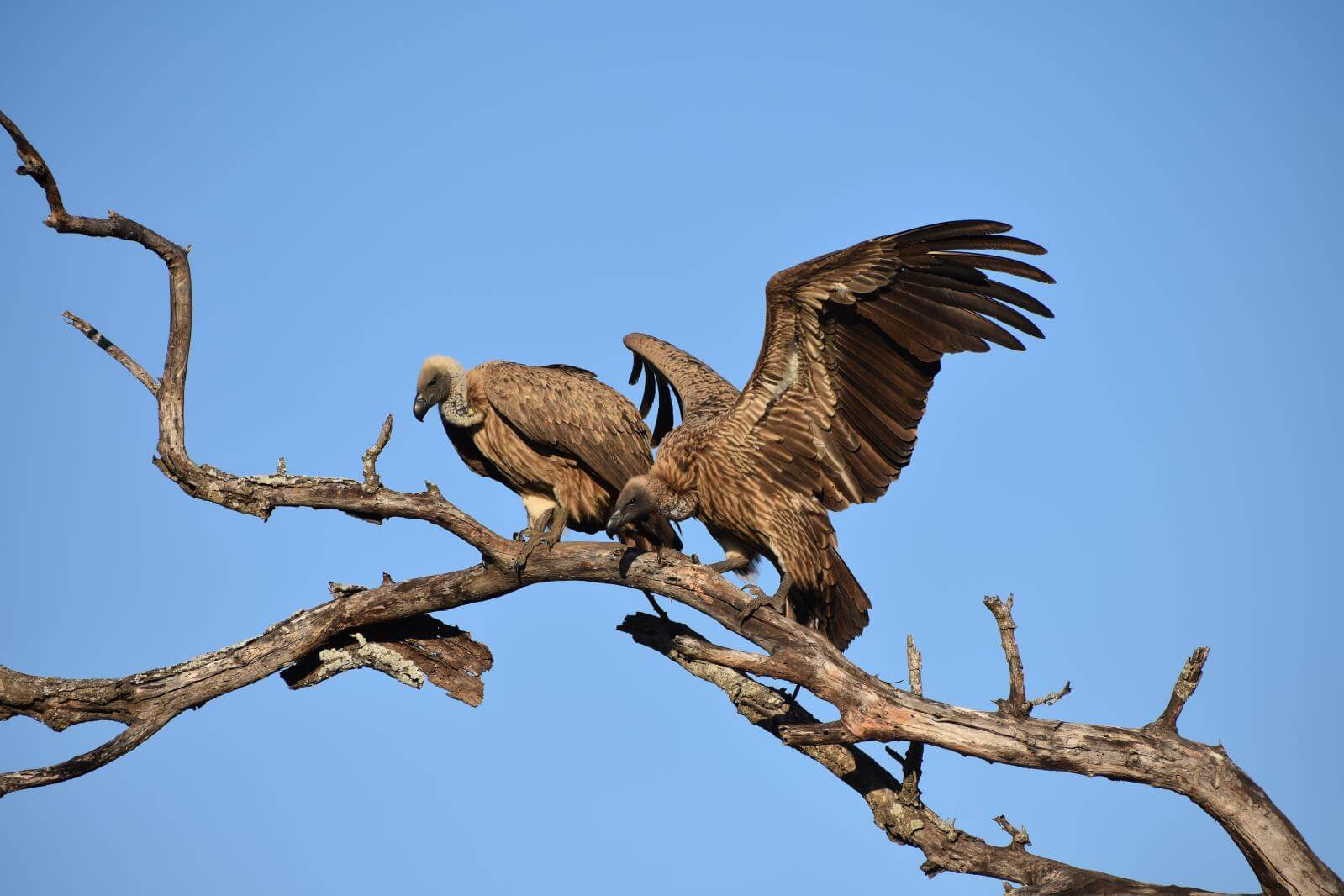 vultures in tree