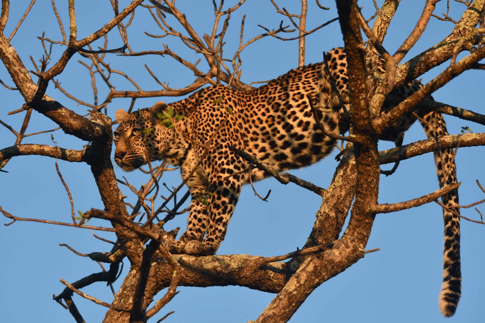 leopard in tree side-view