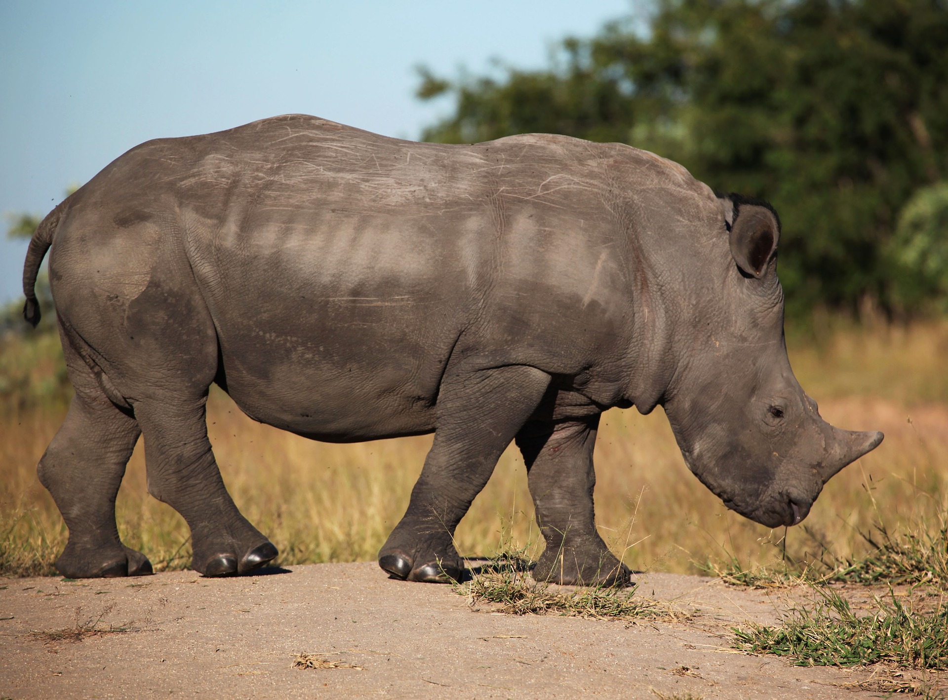 rhino roaming