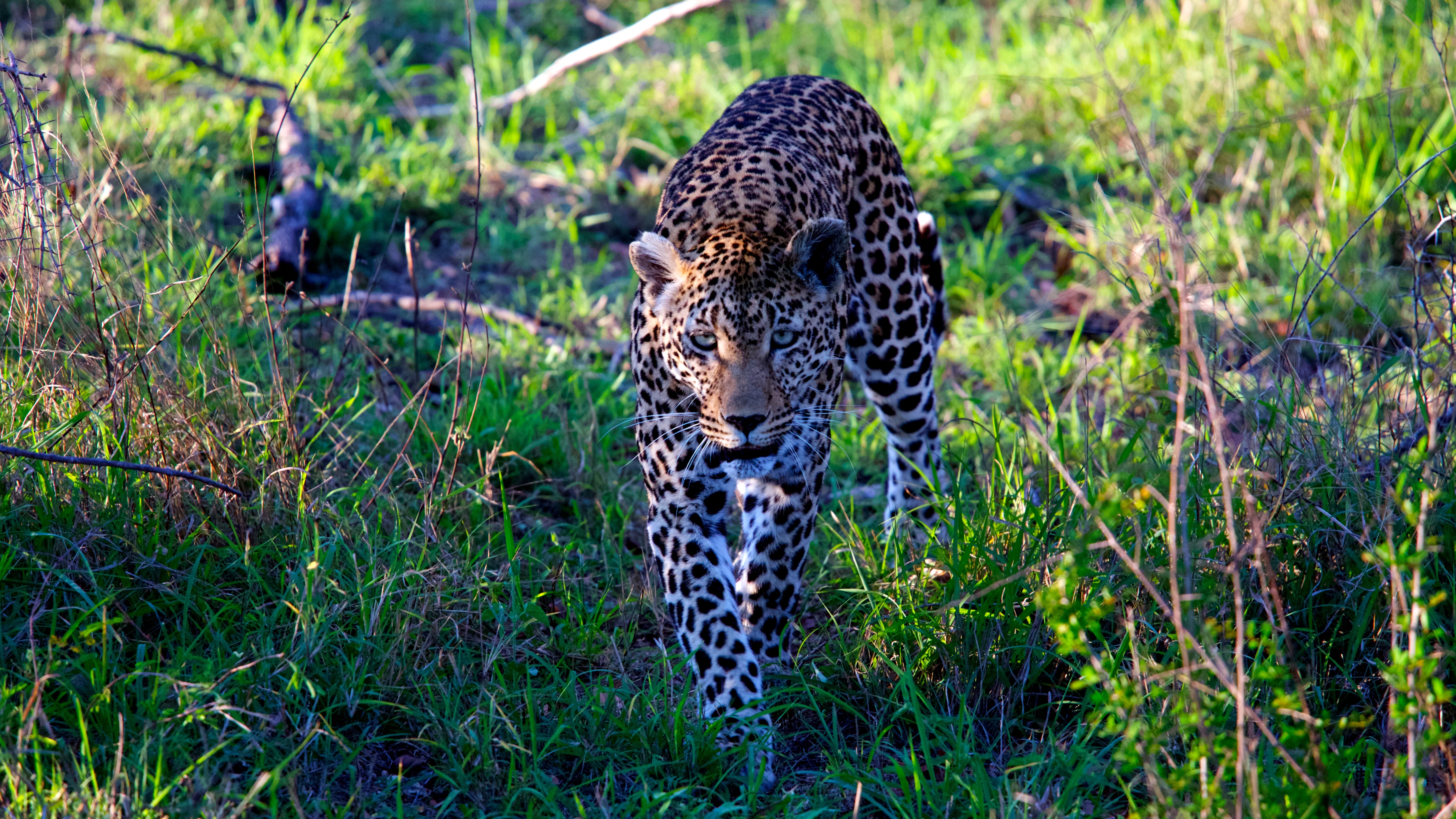 leopard walking in the bush