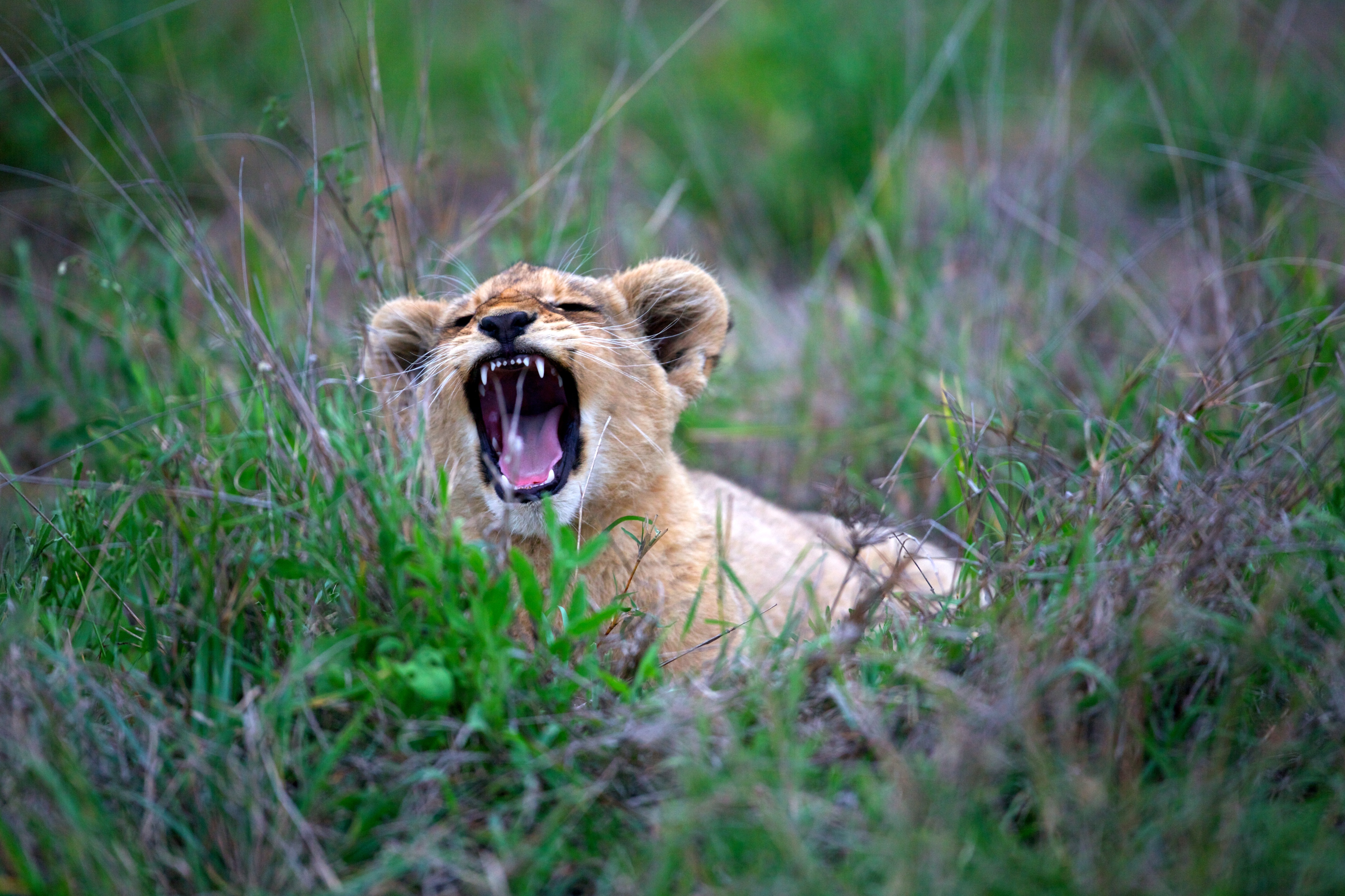 lion yawning