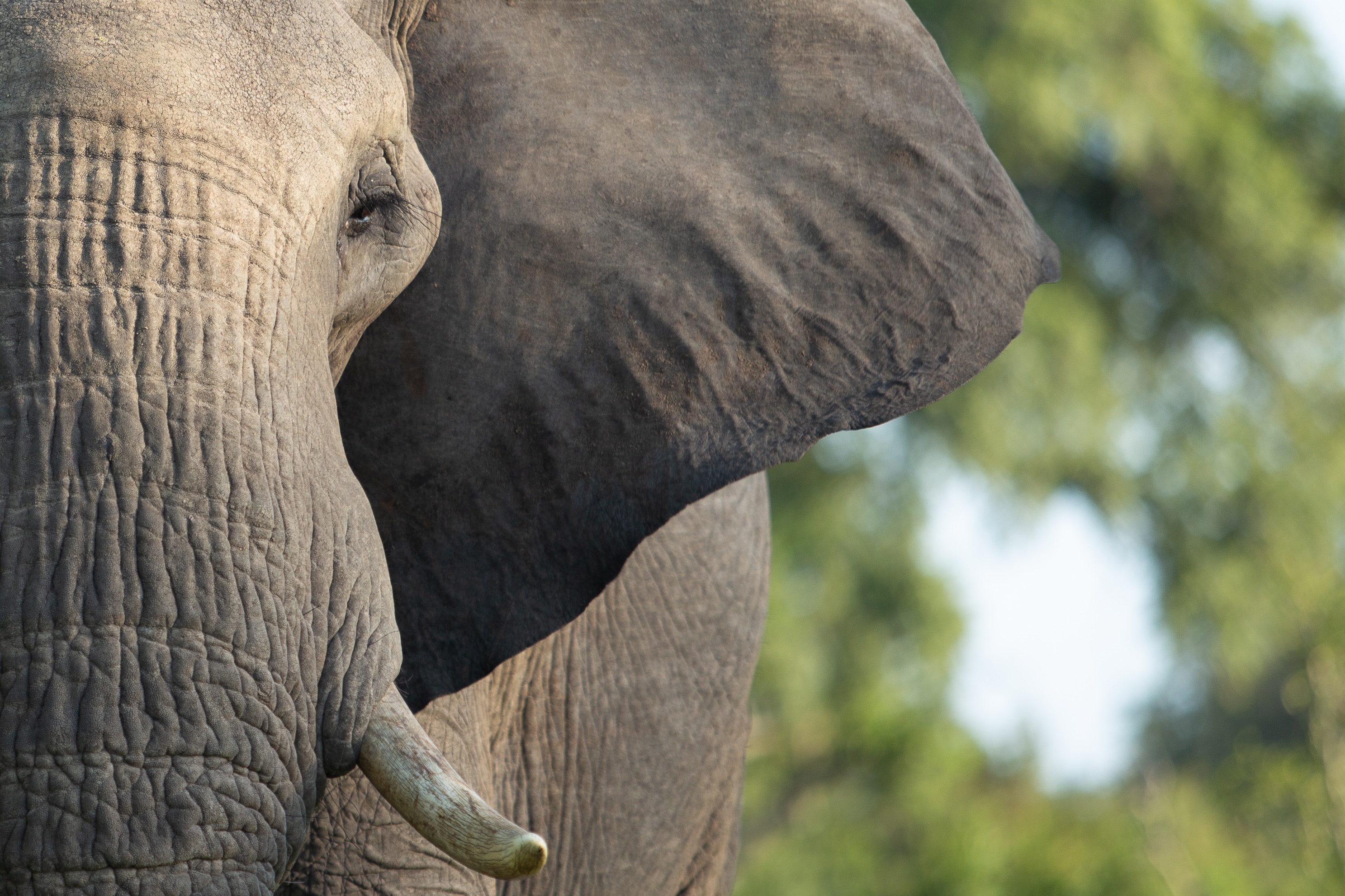 picture of elephant's face