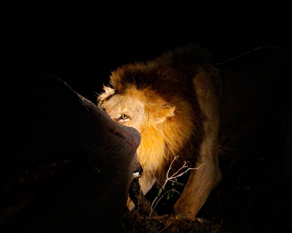 Lion at night