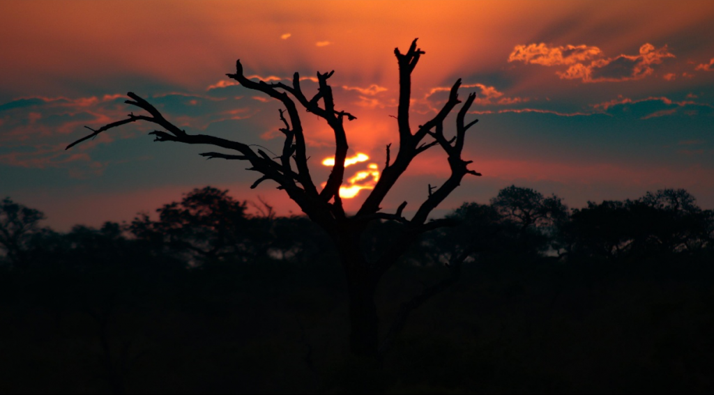 Sunset view of tree