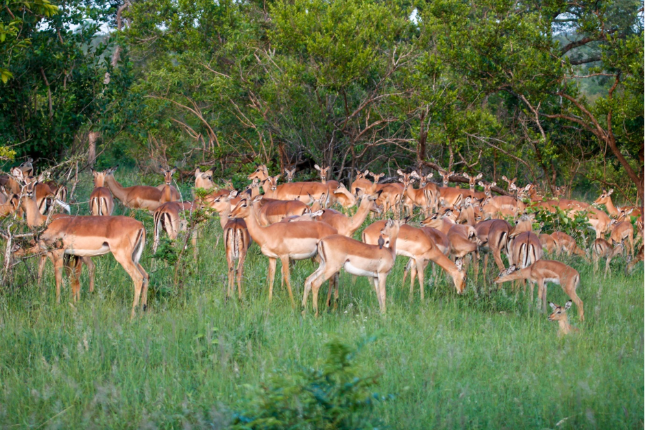 herd of impala