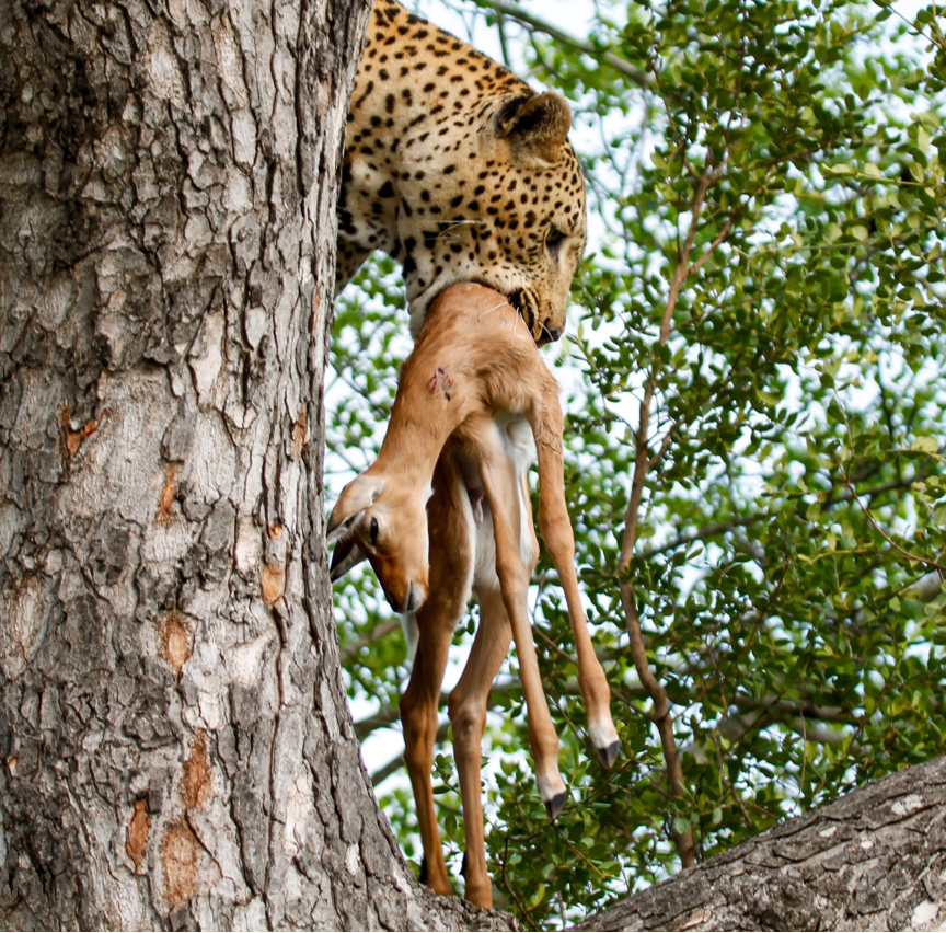 leopard with baby impala in mouth