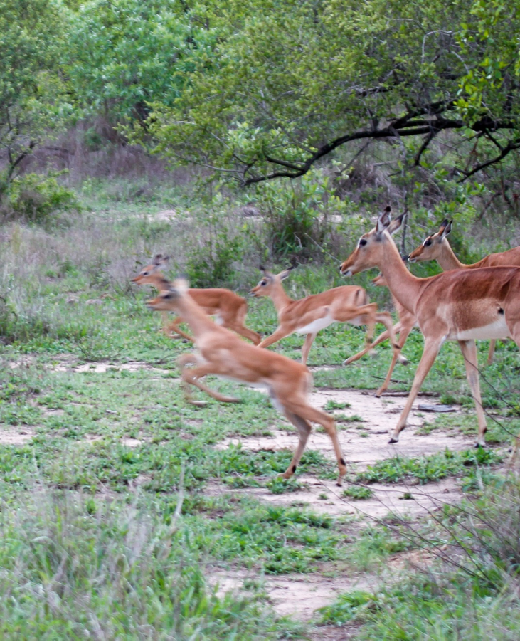 herd of impala running