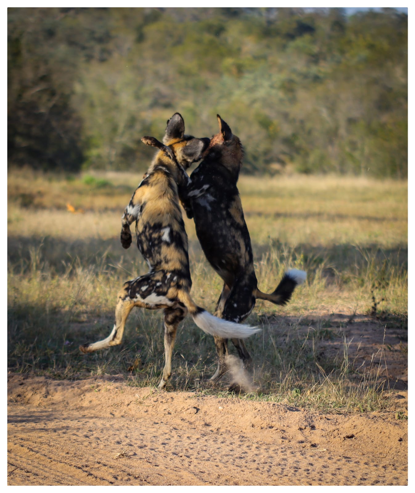 Wilddogs playing