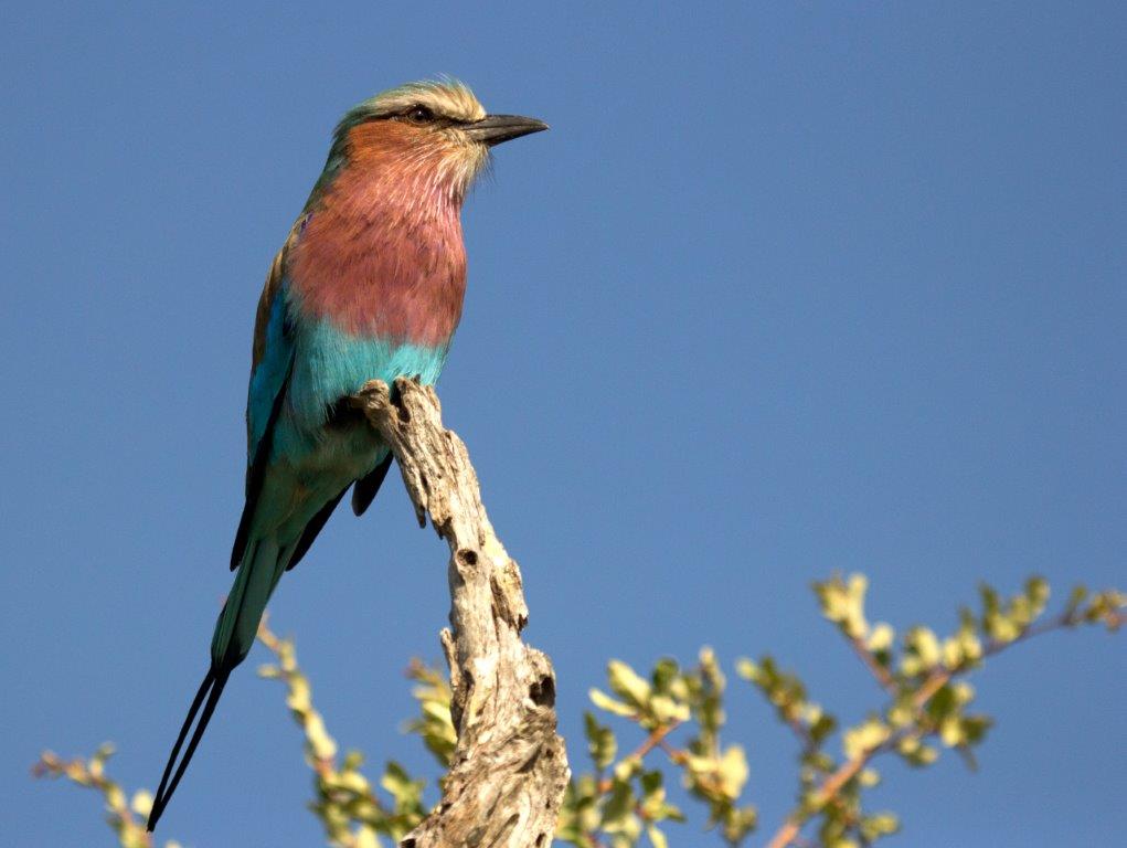 lilac breated roller