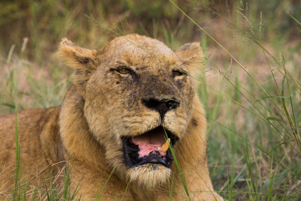 lion yawning