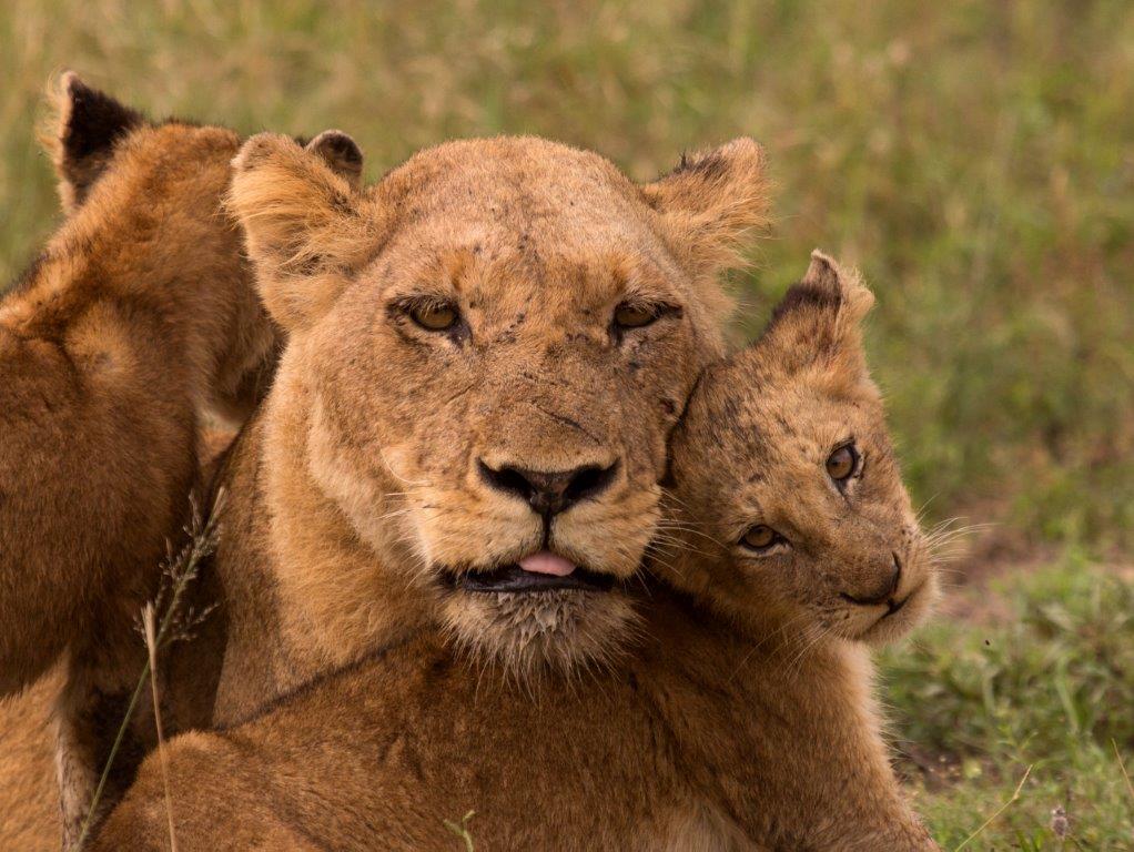 lions cuddling