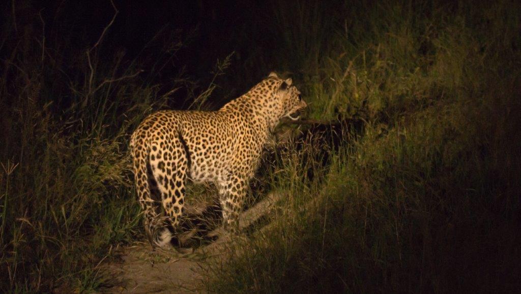 leopard at night